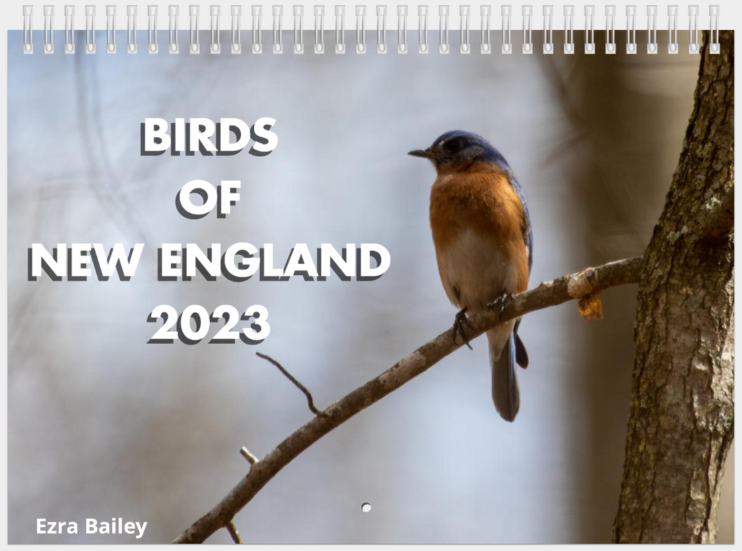 Birds of New England Calendar - 2023